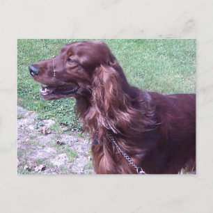 Roter Setter Postkarte