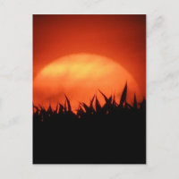 Roter Sonnenuntergang hinter schwarzem Gras