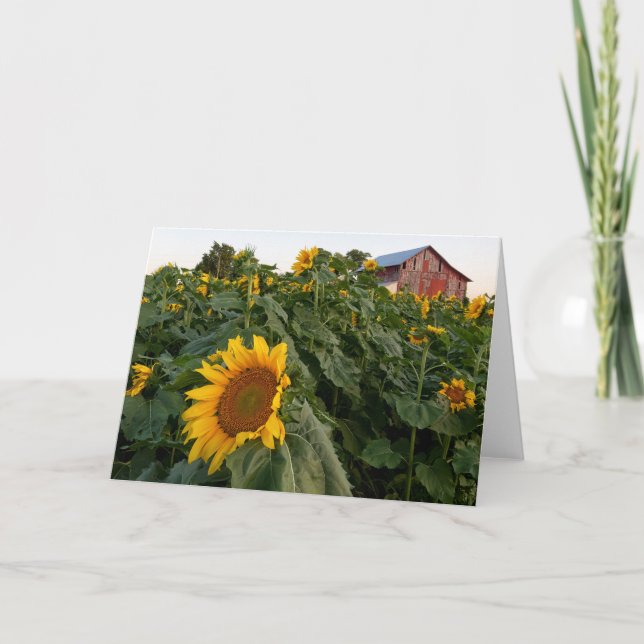 Roter Stall-Blankenkarte für Sonnenblumen Dankeskarte (Vorderseite)