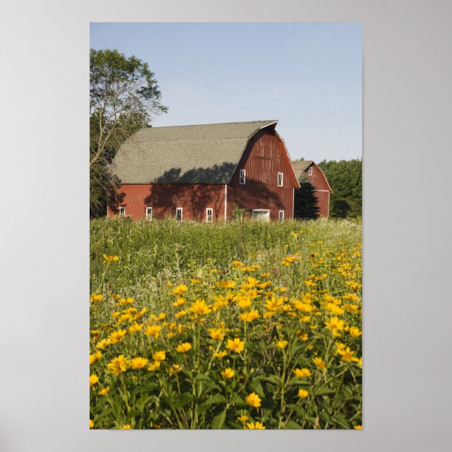 Roter Stall und Gelbe Wildblumen Poster (Vorne)