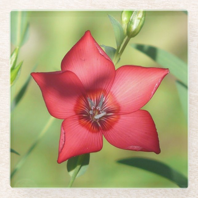 Roter Stern Blüte Grünes Laub Glasuntersetzer (Vorderseite)