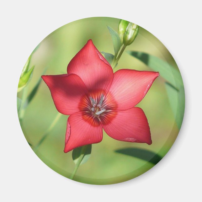 Roter Stern Blüte Grünes Laub Magnet (Vorne)