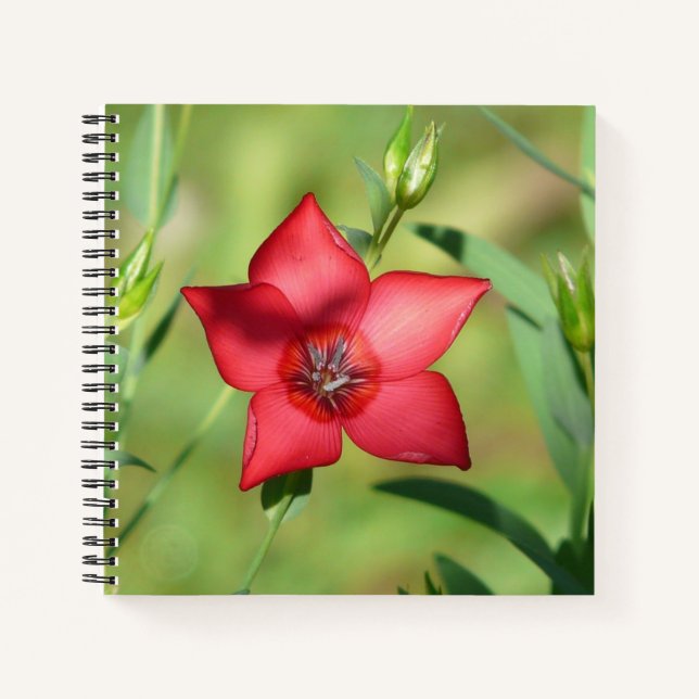 Roter Stern Blüte Grünes Laub Notizbuch (Vorderseite)