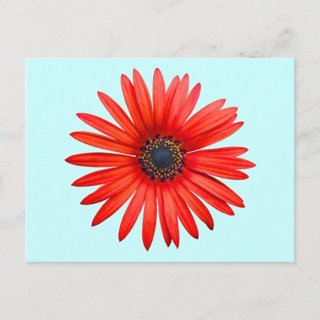 Roter Teufel Postkarte (Vorderseite)