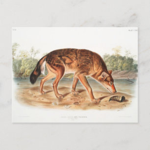 Roter Texaswolf von John Woodhouse Audubon Postkarte