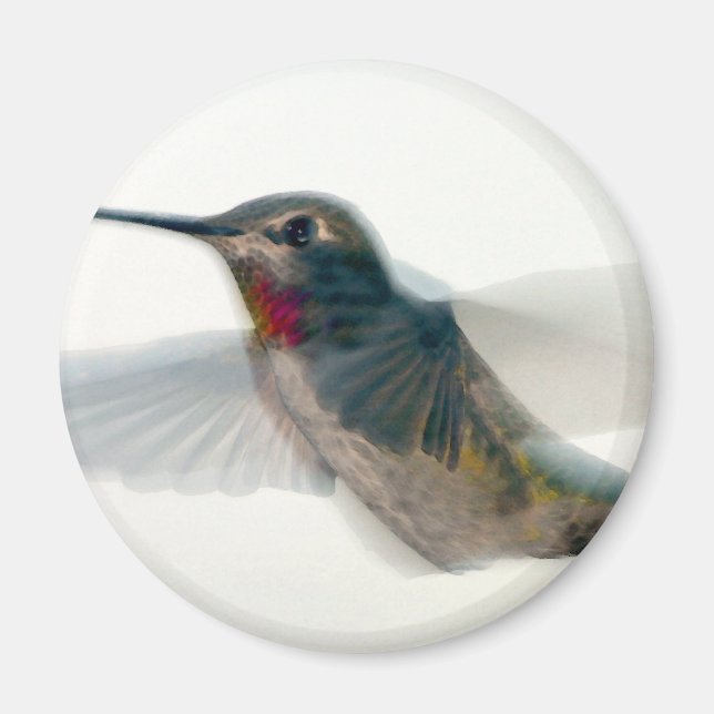 Roter Throter Hummingvogel Magnet (Vorne)
