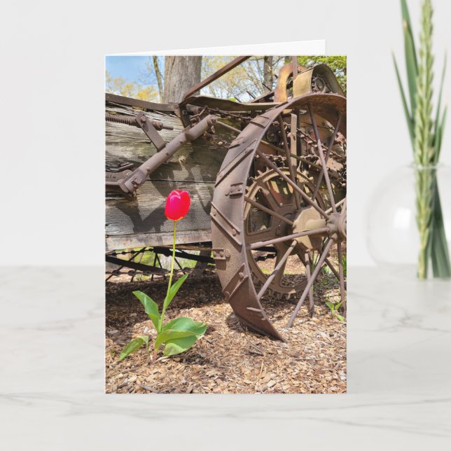 Roter Tulip und Altwagen Geburtstag Karte (Vorderseite)