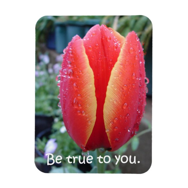Roter Tulip und Raindrops floral sind wahr zu Ihne Magnet (Vertikal)