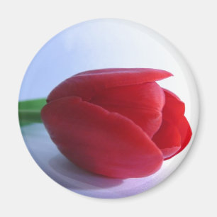 Roter Tulpe-Magnet Magnet