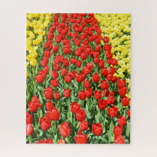 Roter Tulpenweg in Holland