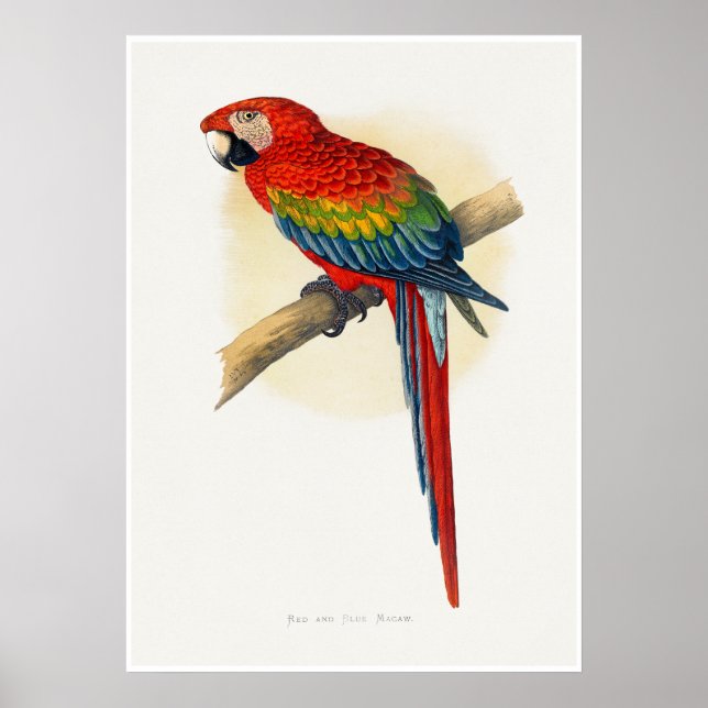 Roter und Blauer Ara Poster (Vorne)