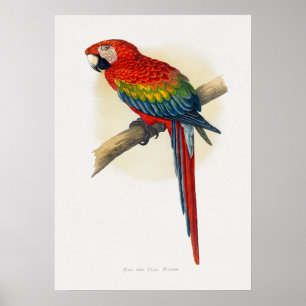 Roter und Blauer Macau (Ara macao) Poster