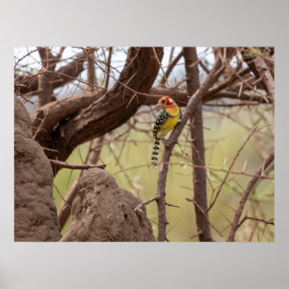 Roter und gelber Barbet auf Zweig Poster