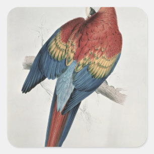 Roter und gelber Macaw Quadratischer Aufkleber