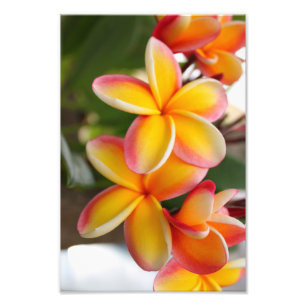 Roter und gelber Plumeria 2 Fotodruck