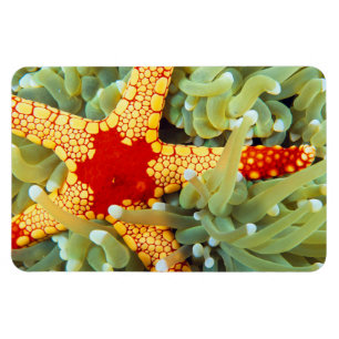 Roter und gelber Seestern Magnet