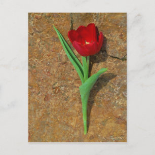 Roter und Gelber Tulip Postkarte