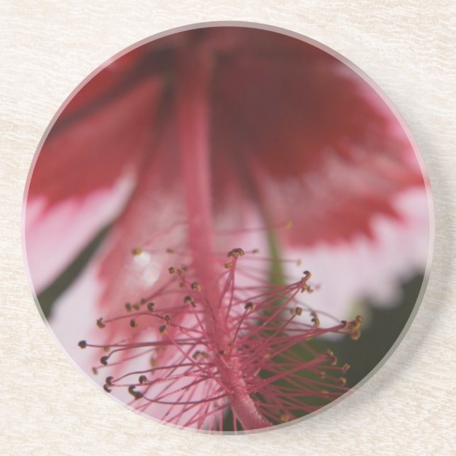 Roter und rosa hawaiianischer Hibiskus Getränkeuntersetzer (Vorne)