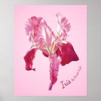 (Roter und rosa) Plakatdruck der Flaggen-Iris