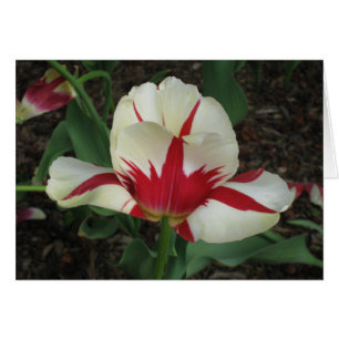 Roter und weißer Tulip