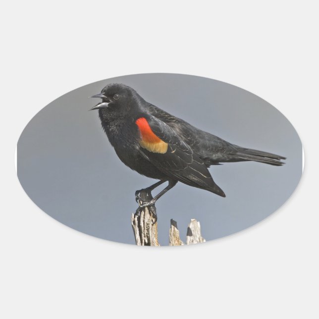 Roter Vogel Ovaler Aufkleber (Vorderseite)