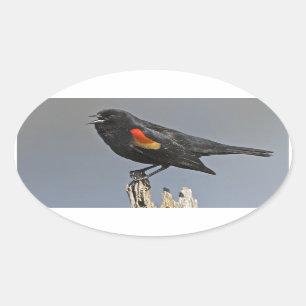 Roter Vogel Ovaler Aufkleber