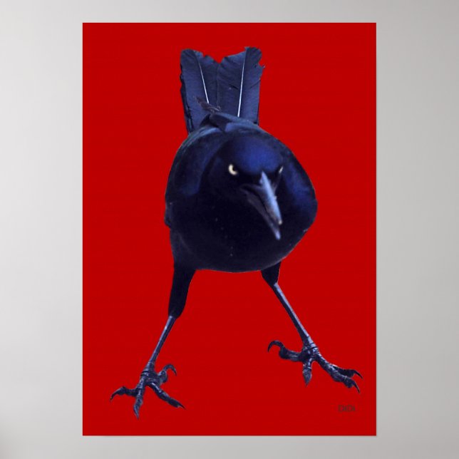 Roter Vogel Poster (Vorne)