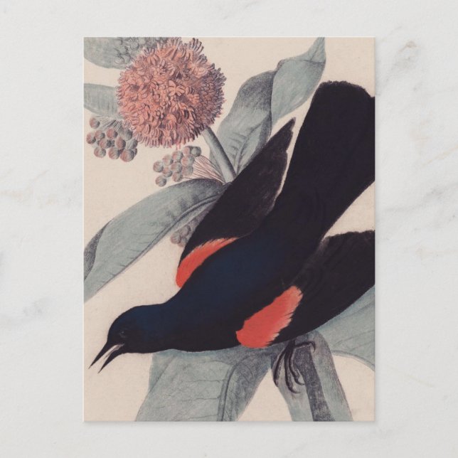 Roter Vogelschwarz von John James Audubon Postkarte (Vorderseite)