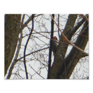 Roter vorangegangener Specht Fotodruck