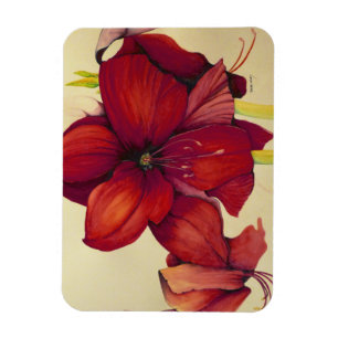 Roter Weihnachtsamaryllis-Foto-Magnet Magnet
