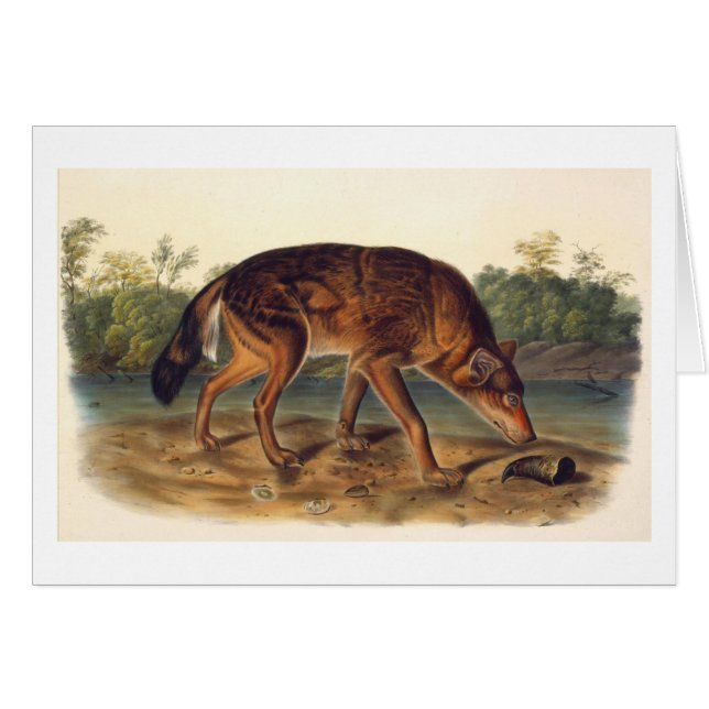 Roter Wolf Texas (Vorderseite (Horizontal))