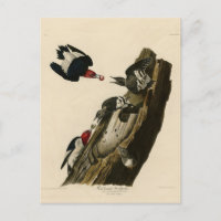Roter Woodpecker - Audubons Vögel von Amerika