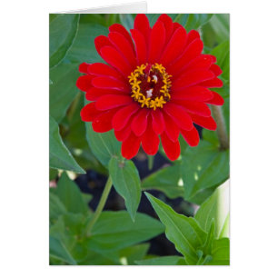 Roter Zinnia 2
