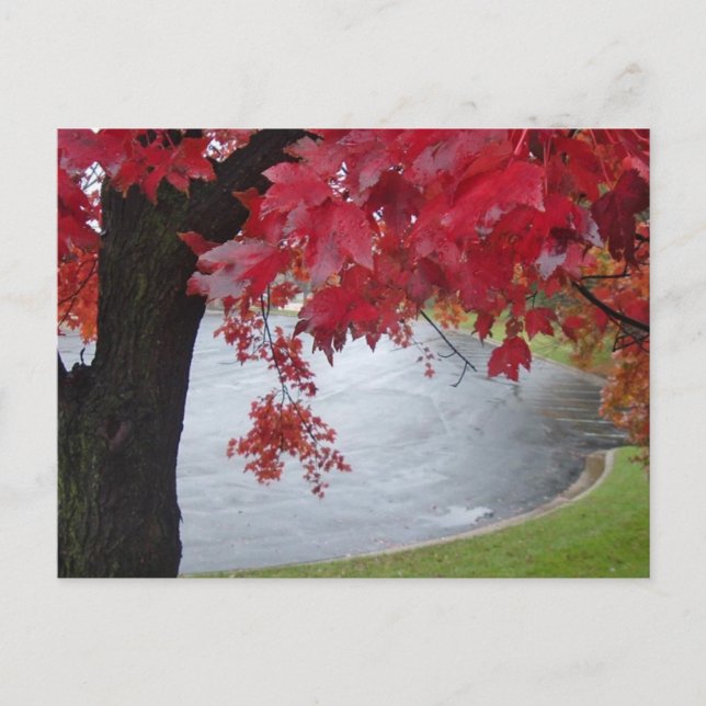 Roter Zweig Postkarte (Vorderseite)