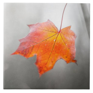 Rotes Ahornblatt - Samtiger Herbst Fliese