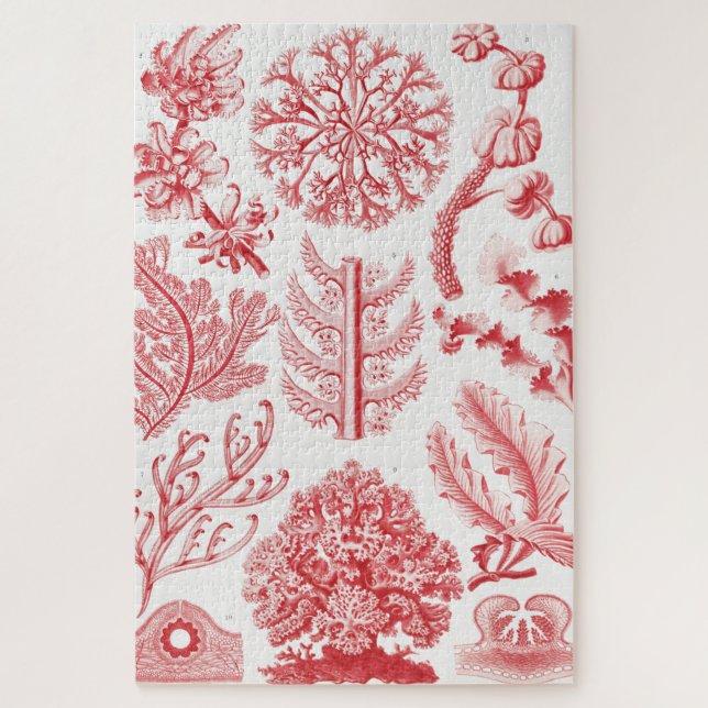 Rotes Alga Meer, Florideae Rotalgen von Ernst Haec (Vertikal)