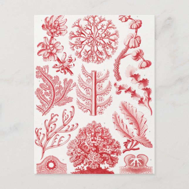 Rotes Alga Meer, Florideae Rotalgen von Ernst Haec Postkarte (Vorderseite)