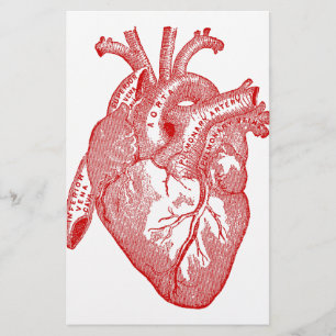 Rotes anatomisches Herz