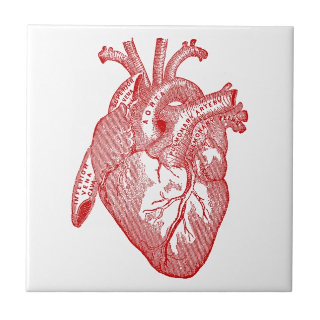 Rotes anatomisches Herz Fliese (Vorderseite)