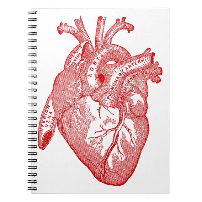 Rotes anatomisches Herz Notizblock (Vorderseite)