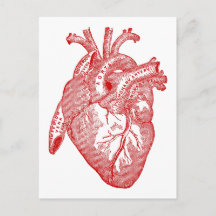 Rotes anatomisches Herz