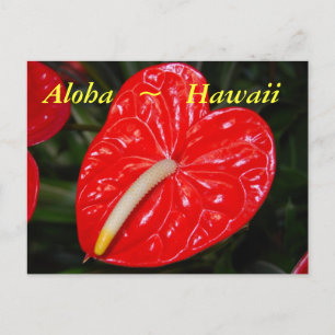 Rotes Anthurium-Blume Postkarte
