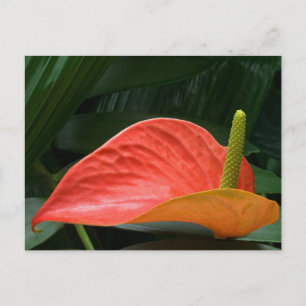 Rotes Anthurium Pflanze gegen Folios Postkarte