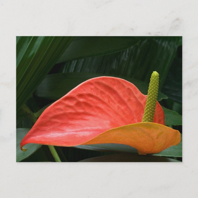 Rotes Anthurium Pflanze gegen Folios Postkarte (Vorderseite)