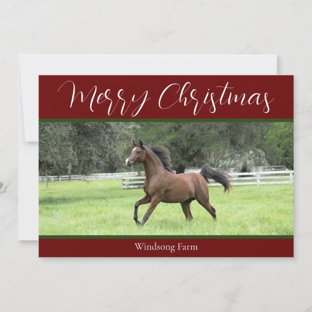 Rotes Arabian Pferd 1 Foto zu Weihnachten im Bauer (Vorderseite)