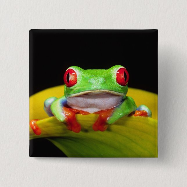 Rotes Auge Treefrog, Agalychinis callidryas, einhe Button (Vorderseite)