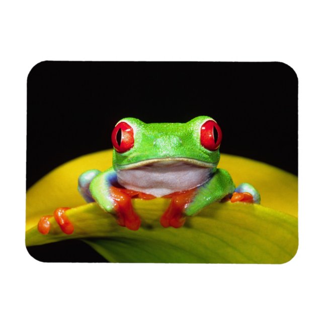 Rotes Auge Treefrog, Agalychinis callidryas, einhe Magnet (Horizontal)