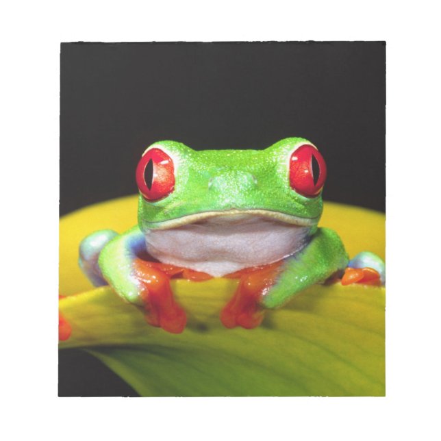 Rotes Auge Treefrog, Agalychinis callidryas, einhe Notizblock (Vorderseite)