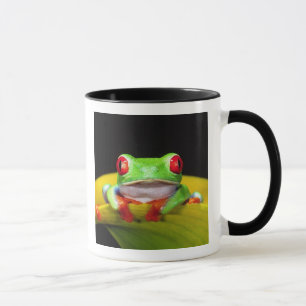 Rotes Auge Treefrog, Agalychinis callidryas, einhe Tasse