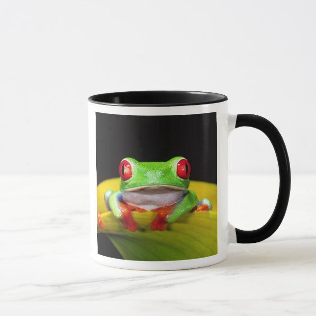 Rotes Auge Treefrog, Agalychinis callidryas, einhe Tasse (Rechts)